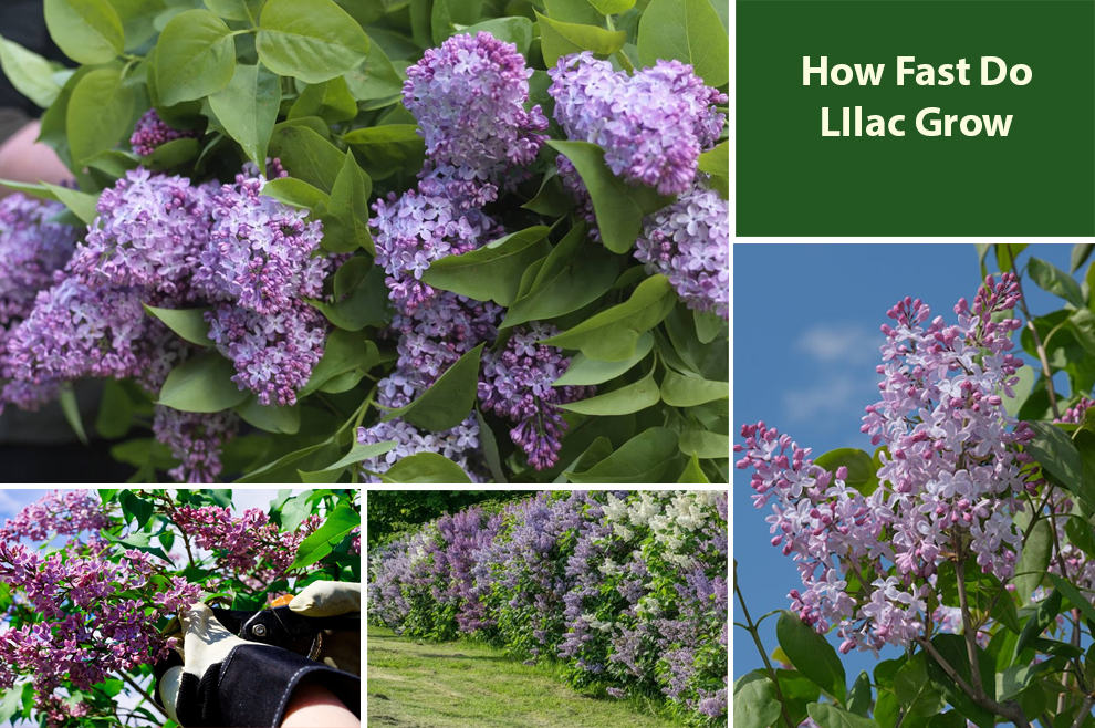 How Fast Do Lilac Grow 