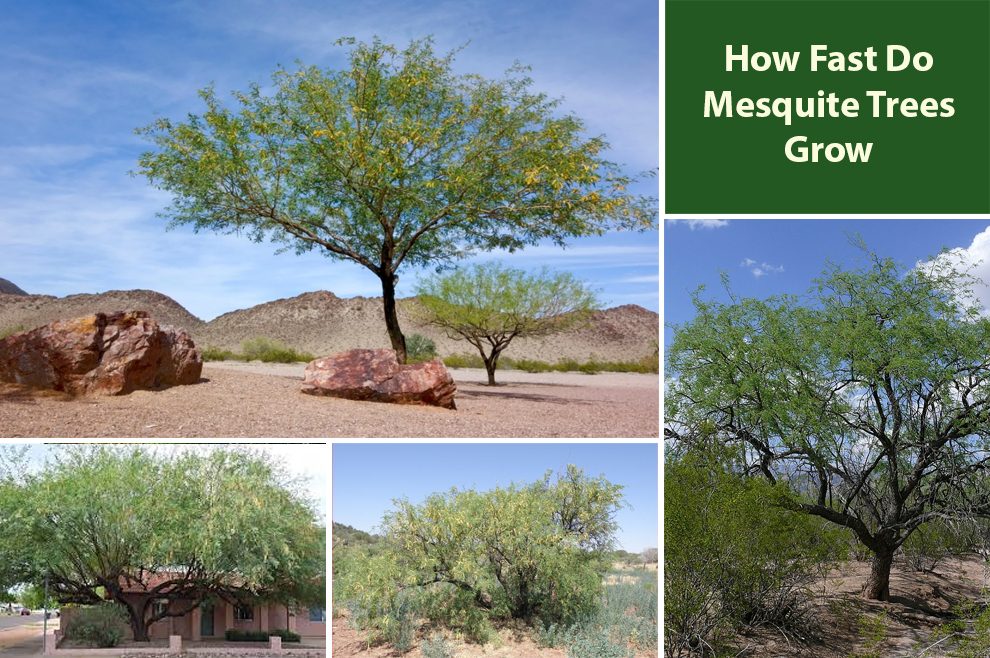 How Fast Do Mesquite Trees Grow 