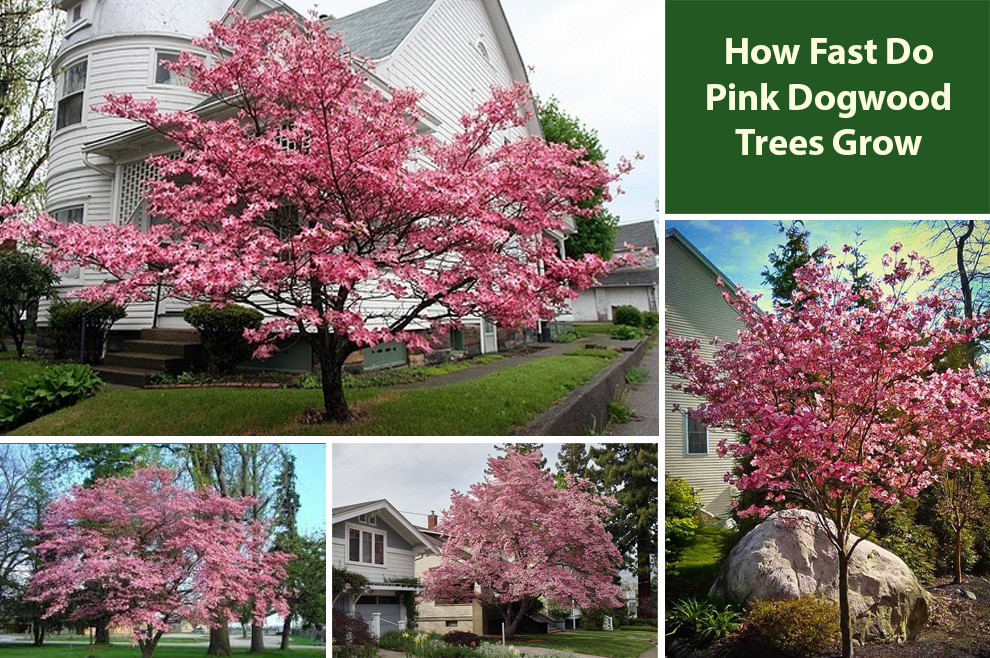 How Fast Do Pink Dogwood Trees Grow