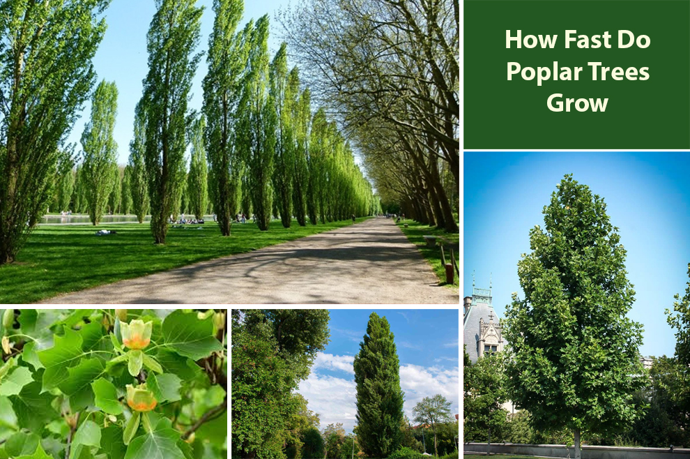 How Fast Do Poplar Trees Grow 