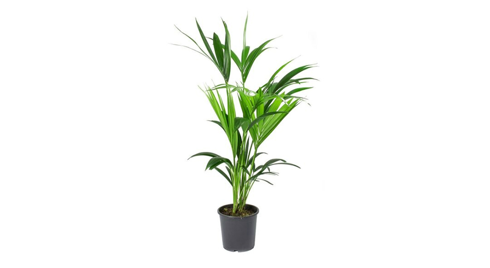 Kentia Palm