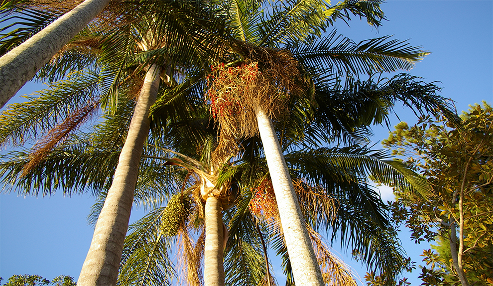 King Palm