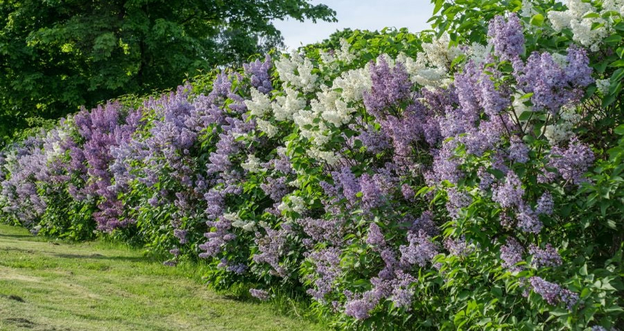 Lilac Bushes Grow