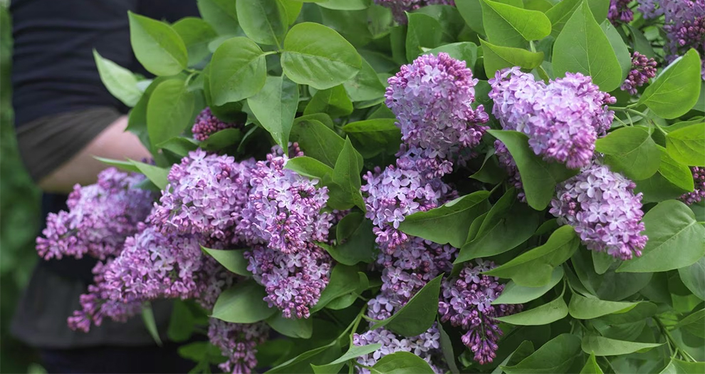 Lilac Growth Rate Constant In The Future
