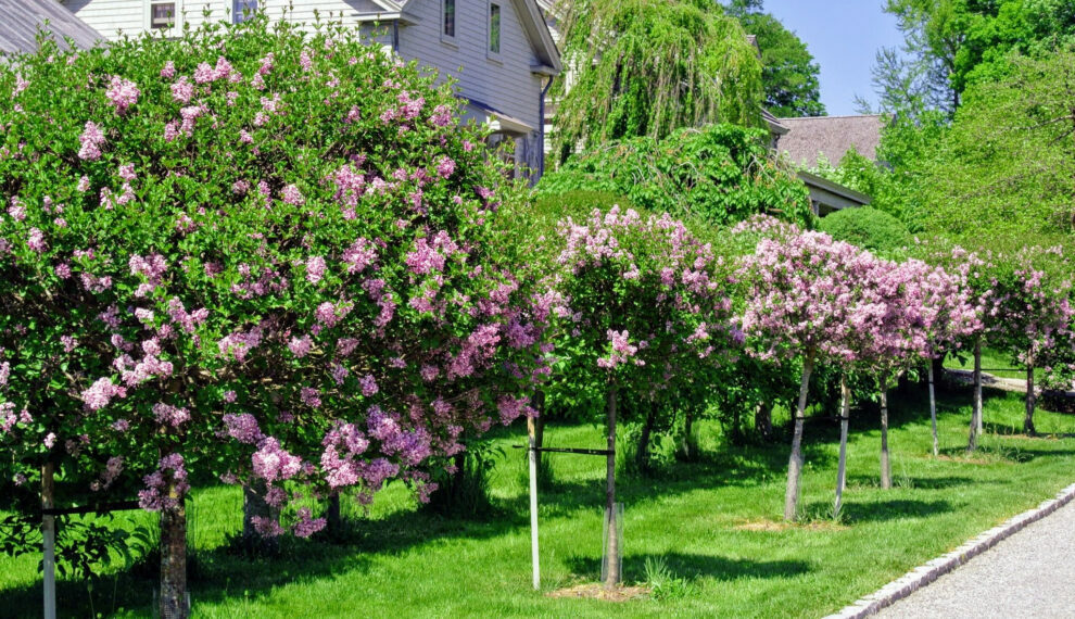 Lilac Trees Grow