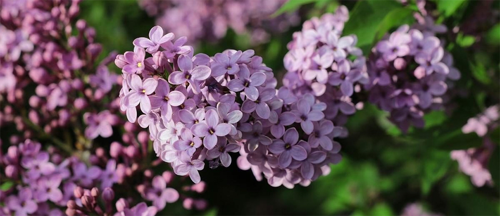 Lilacs Fast Or Slow Growers