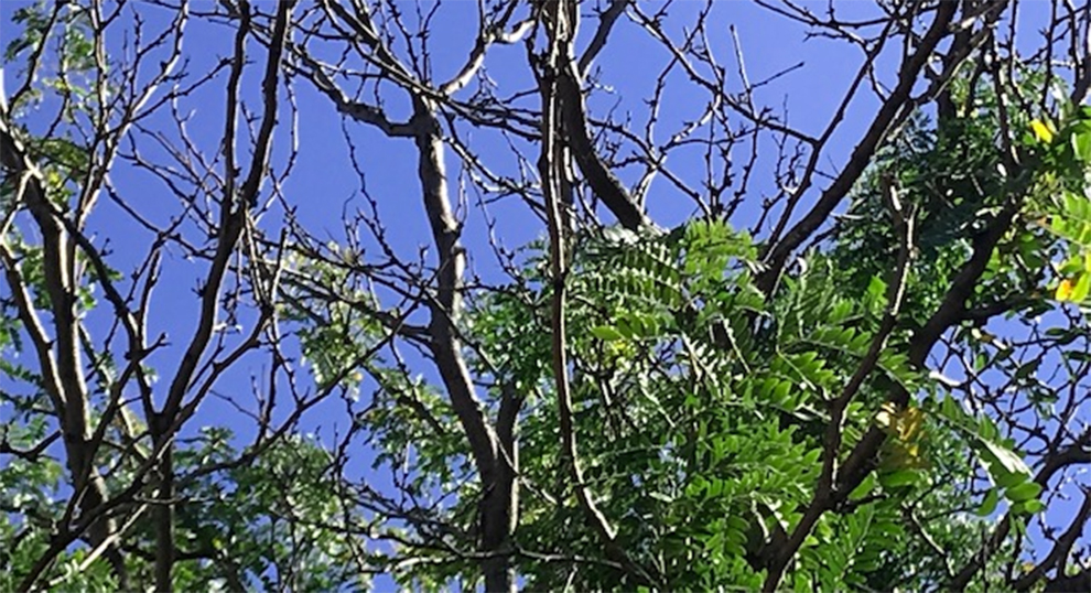 Locust Tree Dying Before Reaching Its Full Age