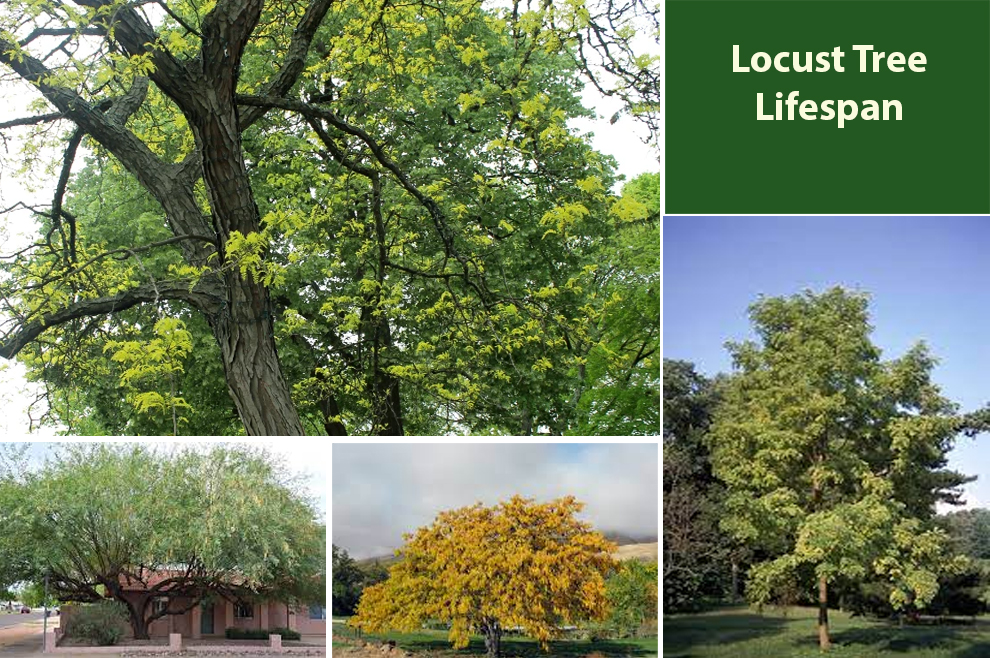 Locust Tree Lifespan
