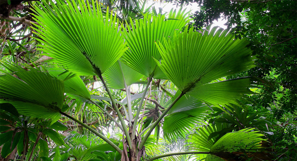 Loulu Palm