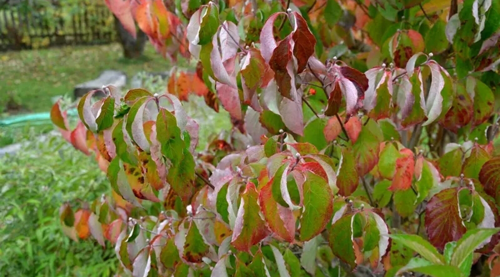 Pink Dogwood In Fall