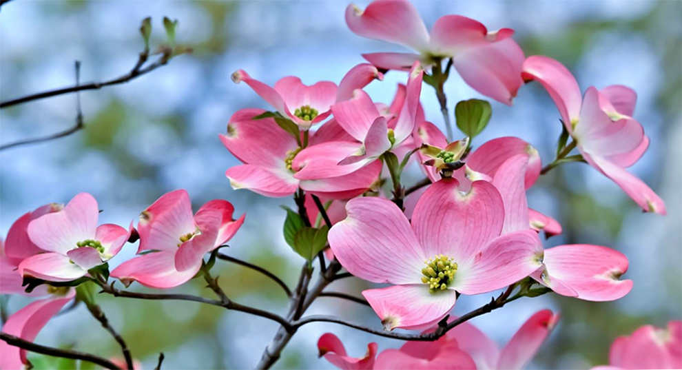 Pink Dogwood To Bloom