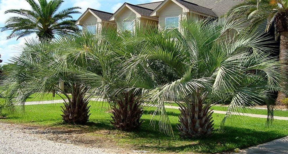 Planting Palm Trees In Alabama