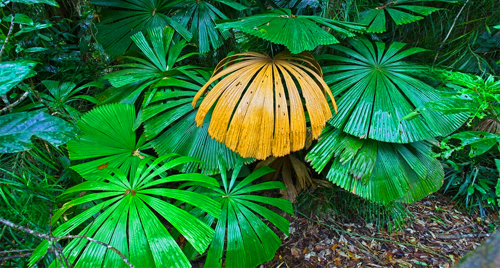  Red Feather Palm Licuala ramsayi