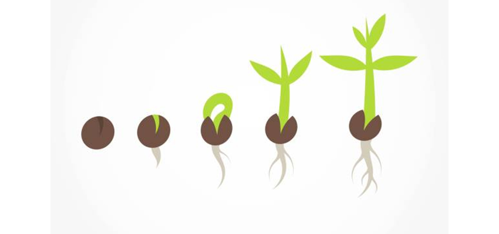 Seedling Growth And Development