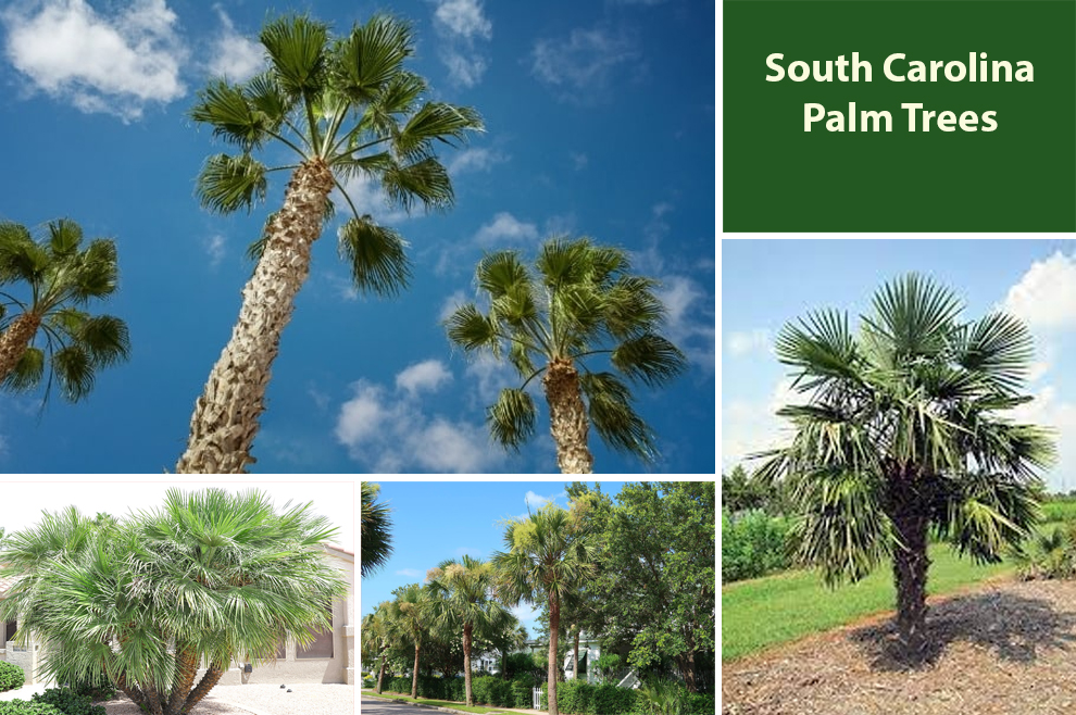South Carolina Palm Trees
