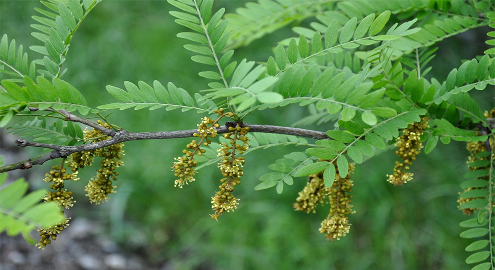 Sunburst Honey Locust Tree