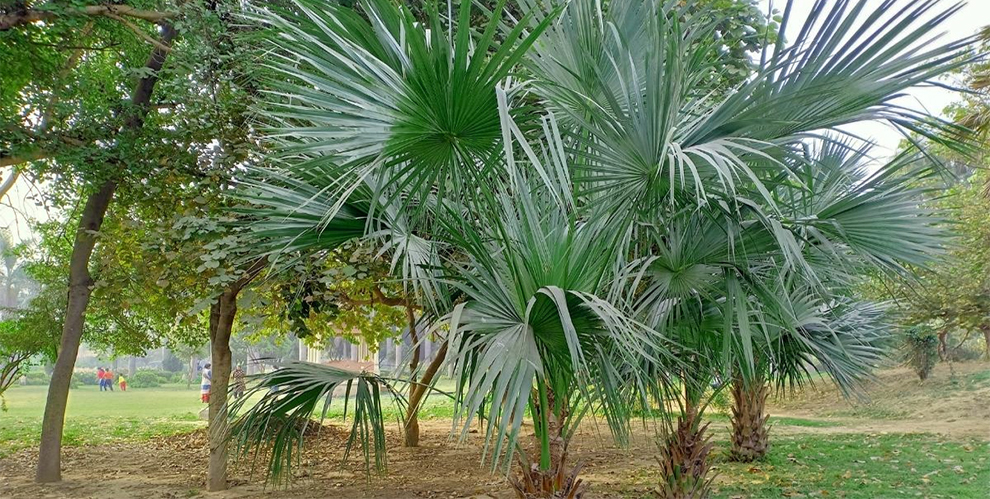 Texas Palm