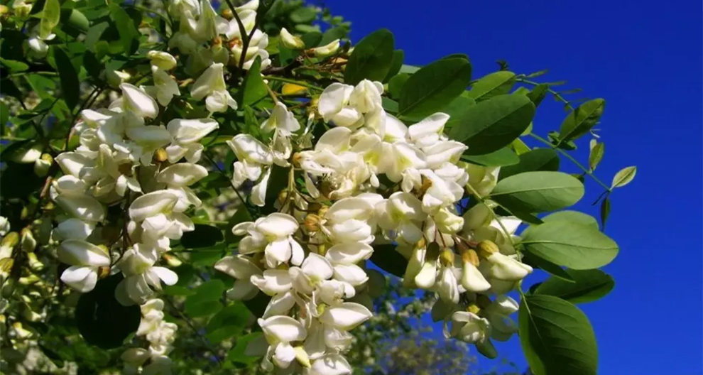 Twisty Baby Black Locust