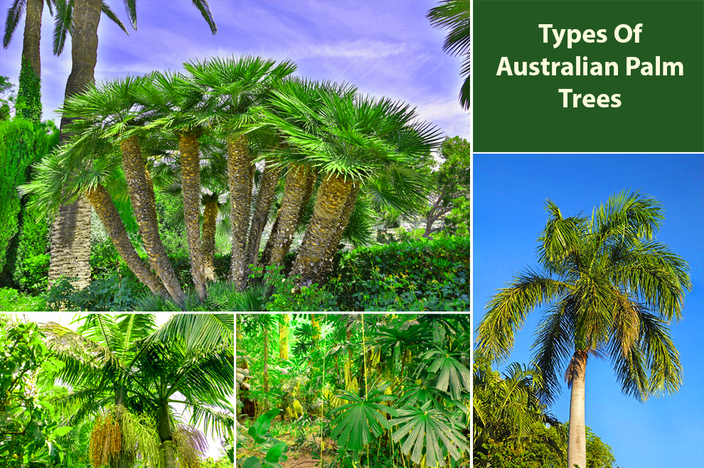 Types of Australian Palm Trees 