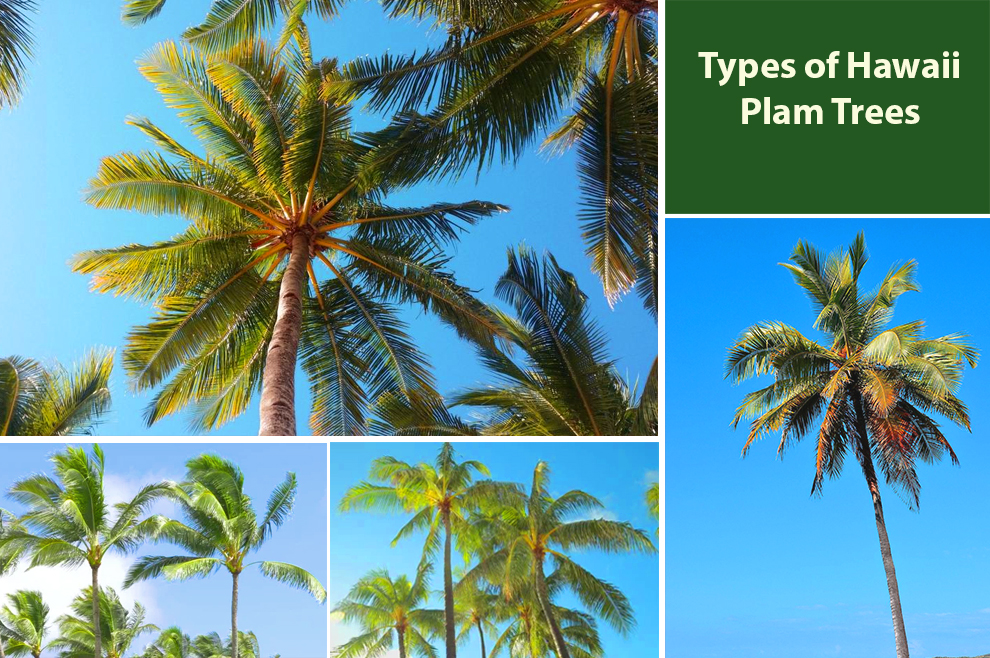 Types Of Hawaii Plam Tree