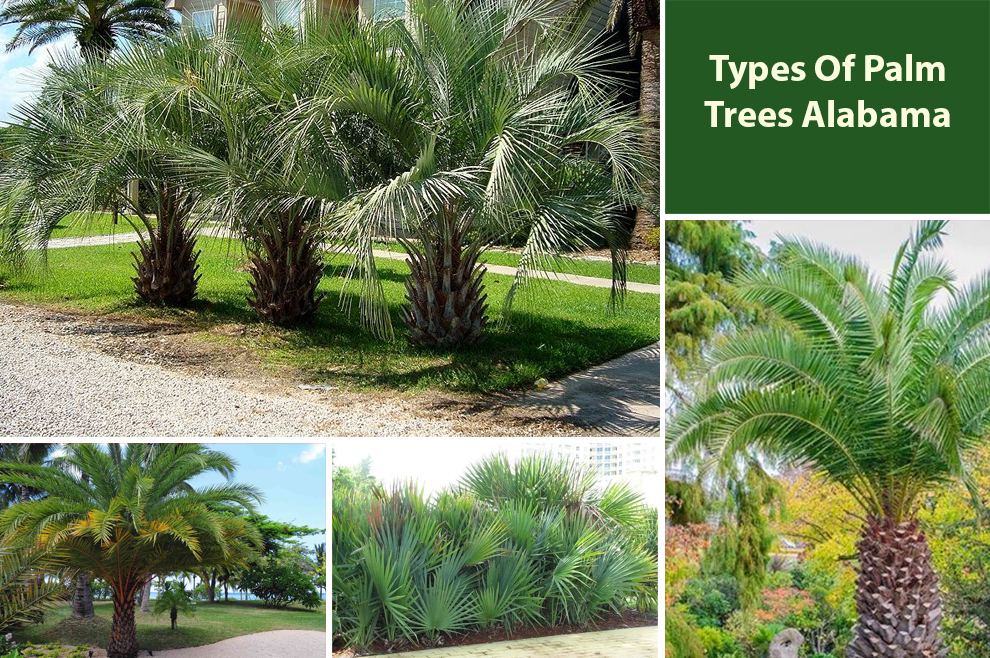 Types Of Palm Trees Alabama