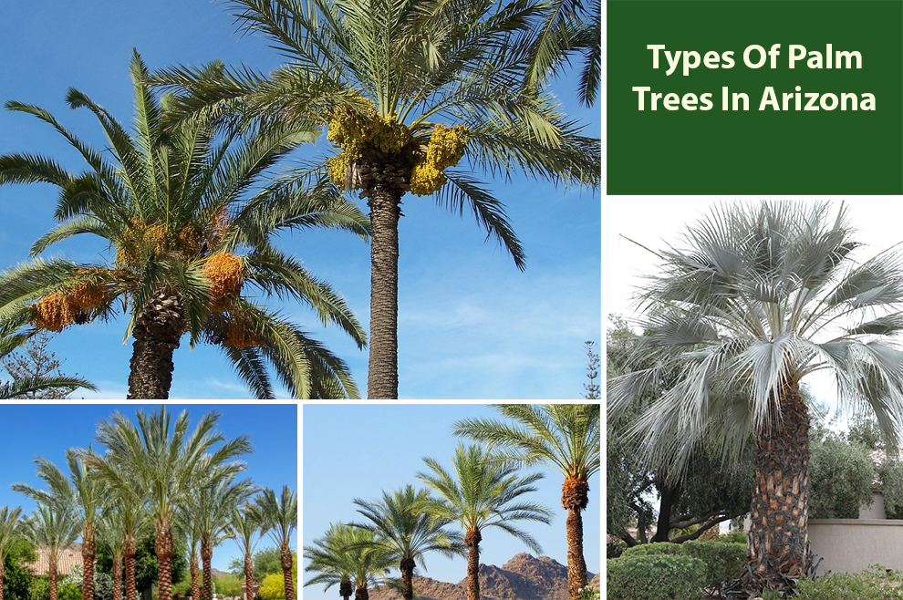 Types Of Palm Trees In Arizona