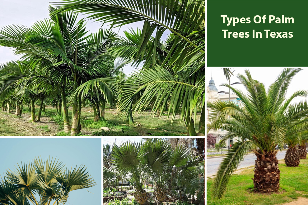 Types Of Palm Trees In Texas