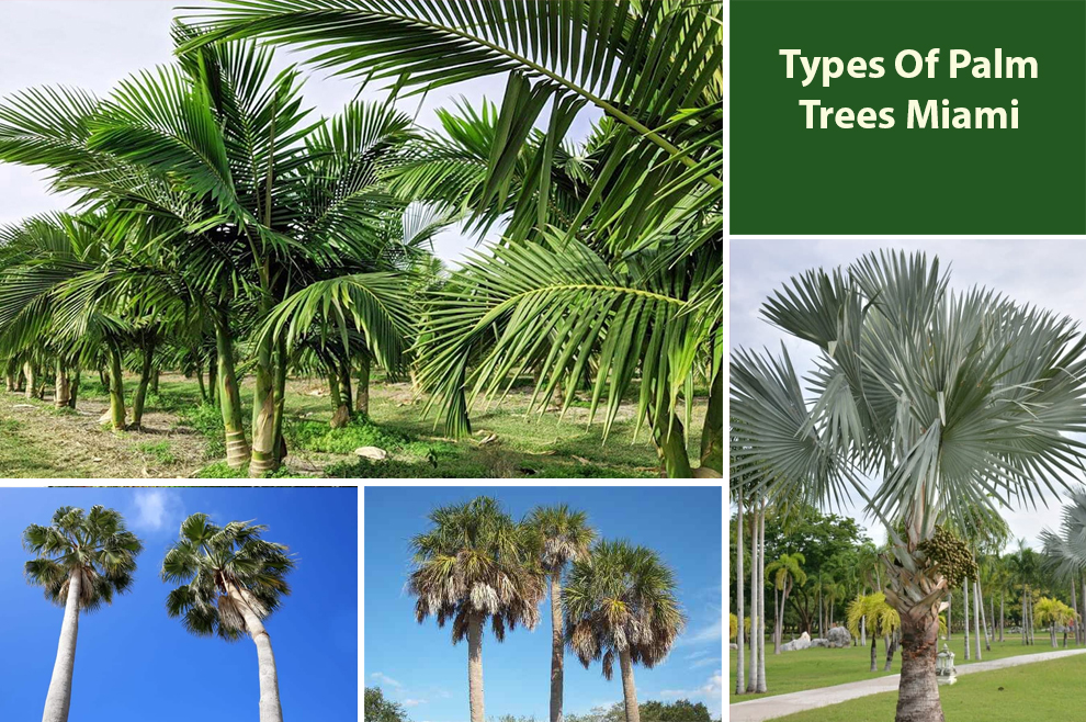 Types Of Palm Trees Miami