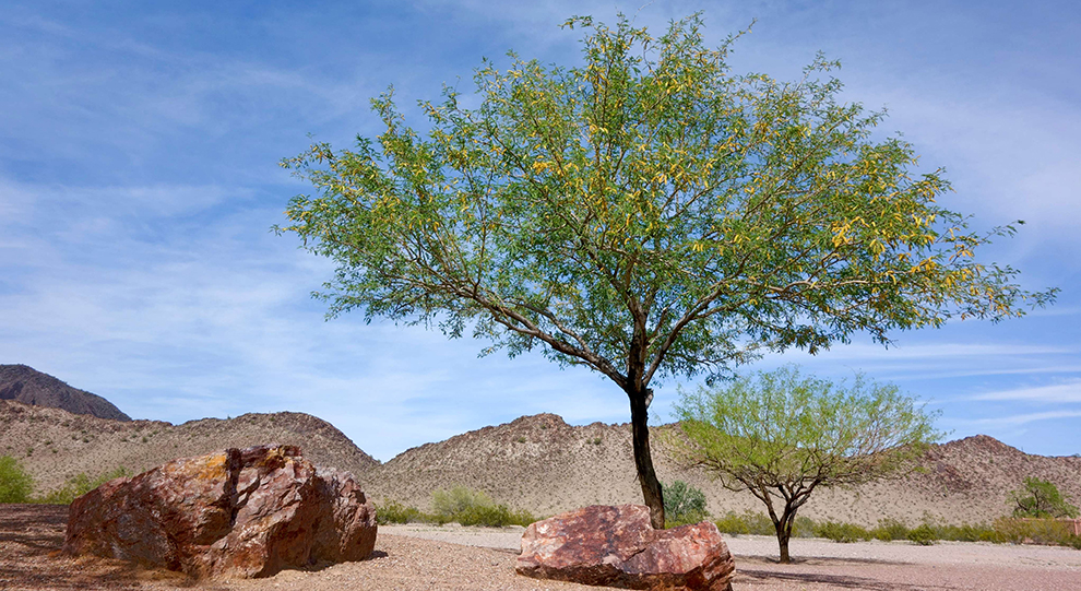 Velvet Mesquite Tree