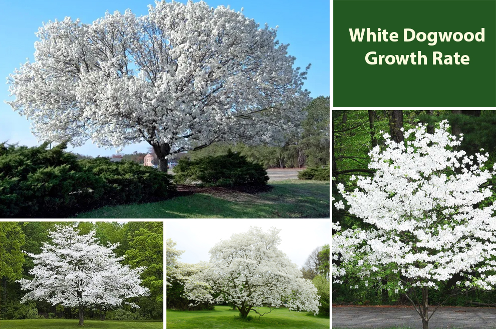 White Dogwood Growth Rate 