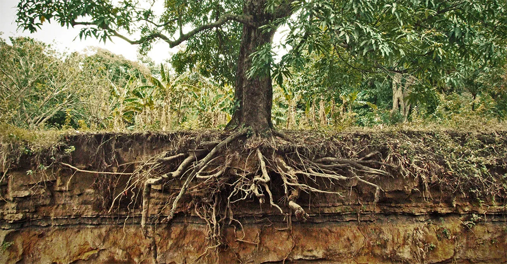 White Dogwood Tree Roots Invasive
