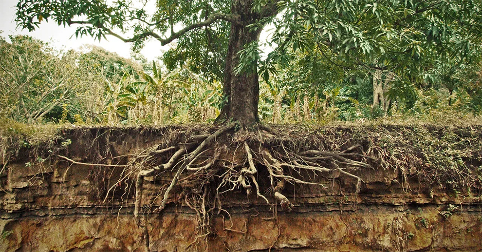 White Dogwood Tree Roots Invasive
