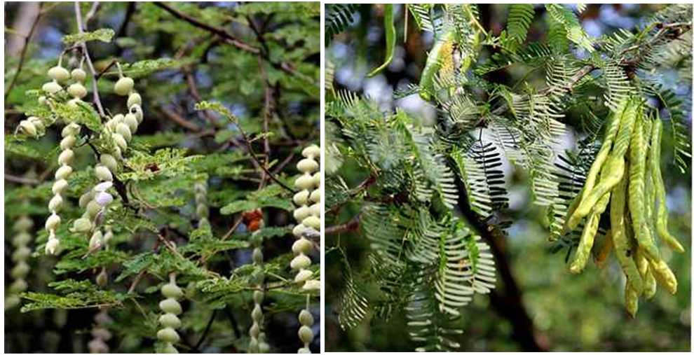 White Mesquite Tree