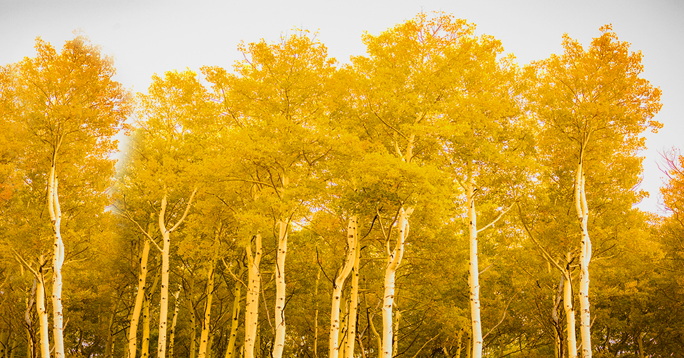 Affects Aspens Lifespan