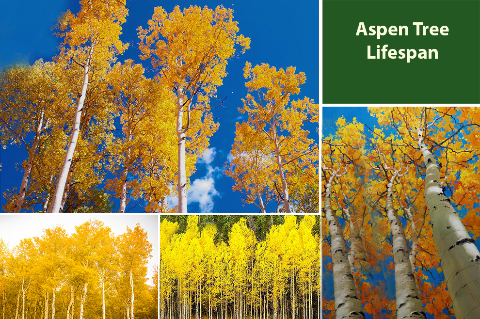 Aspen Tree Lifespan 