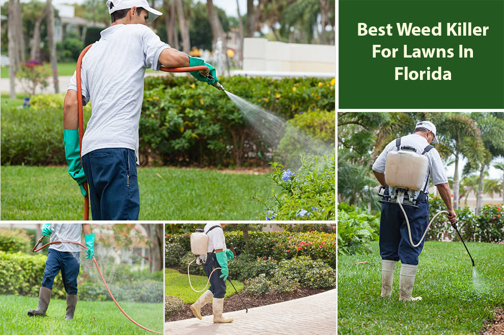 Best Weed Killer For Lawns In Florida