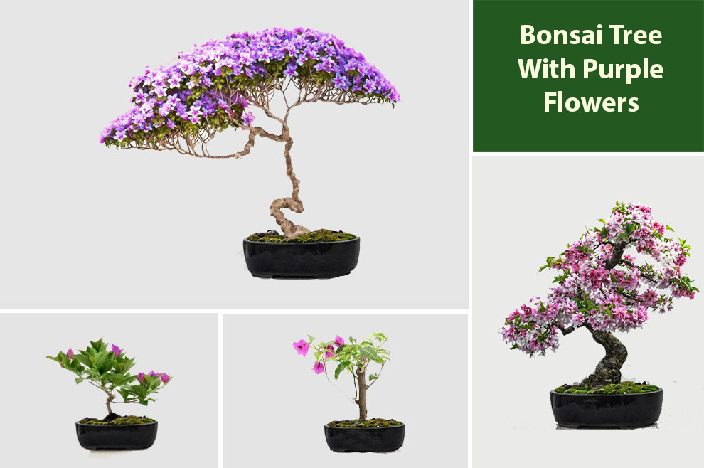 Bonsai Tree With Purple Flowers
