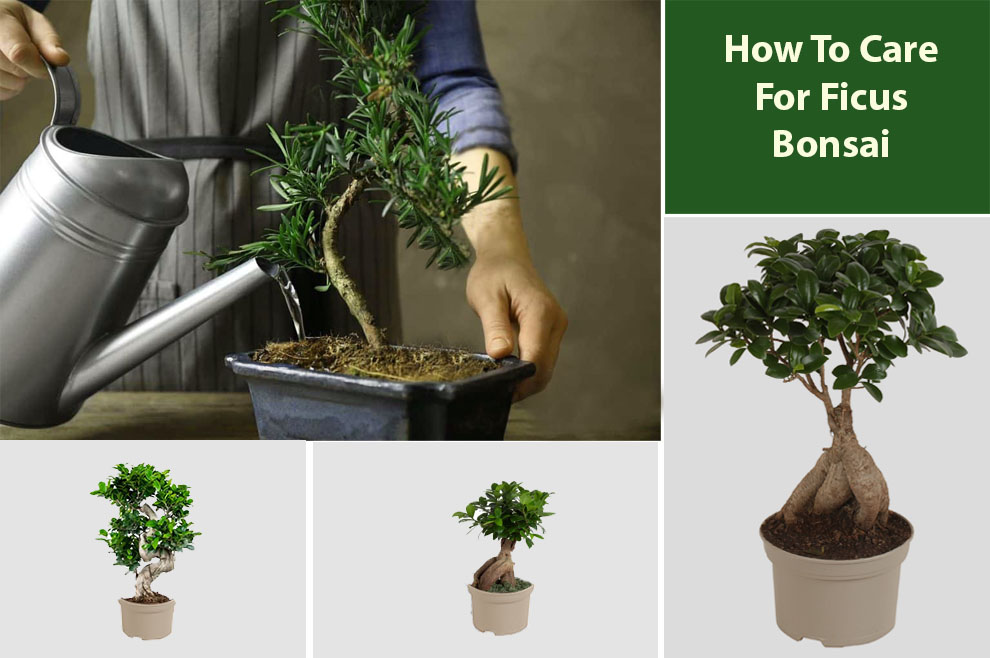 Care for Ficus Bonsai Tree 