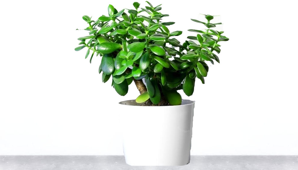 Care of Jade Plants In Winter