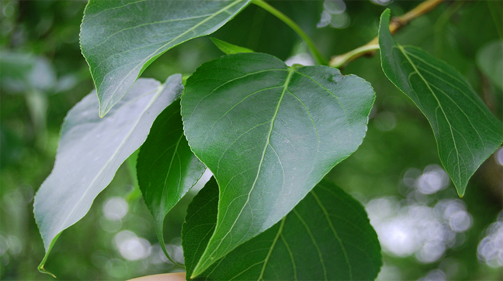 Chinese Aspen