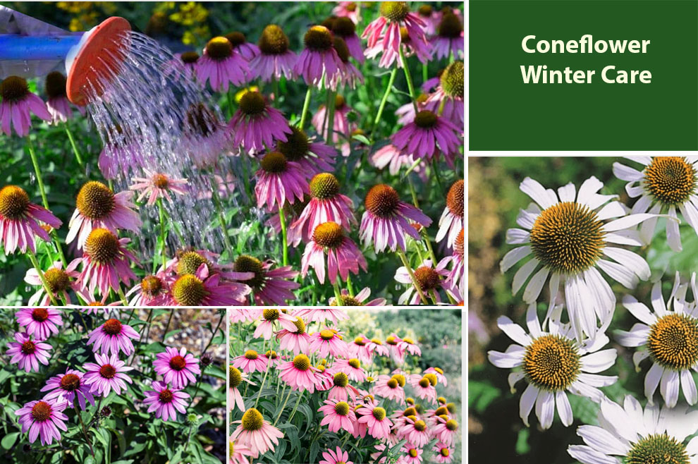 Coneflowers for Winter Care