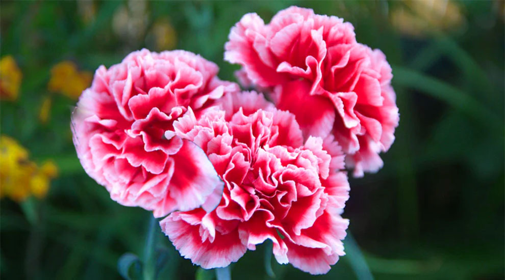 Different Kinds Of Carnations