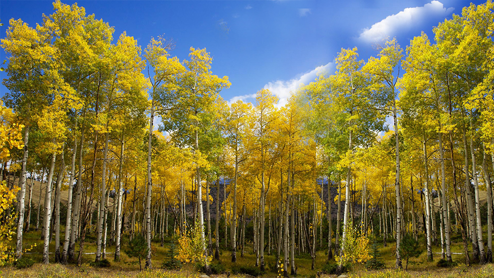 Different Types Of Aspen Trees