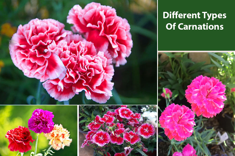 Different Types Of Carnations 