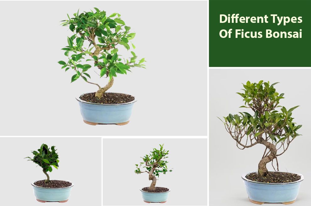 Different types of ficus bonsai