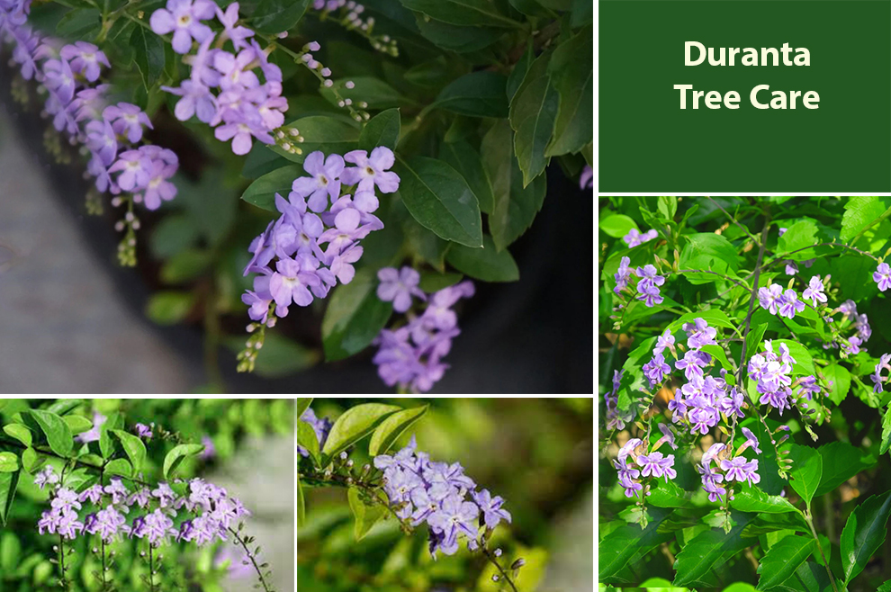 Duranta Tree Care