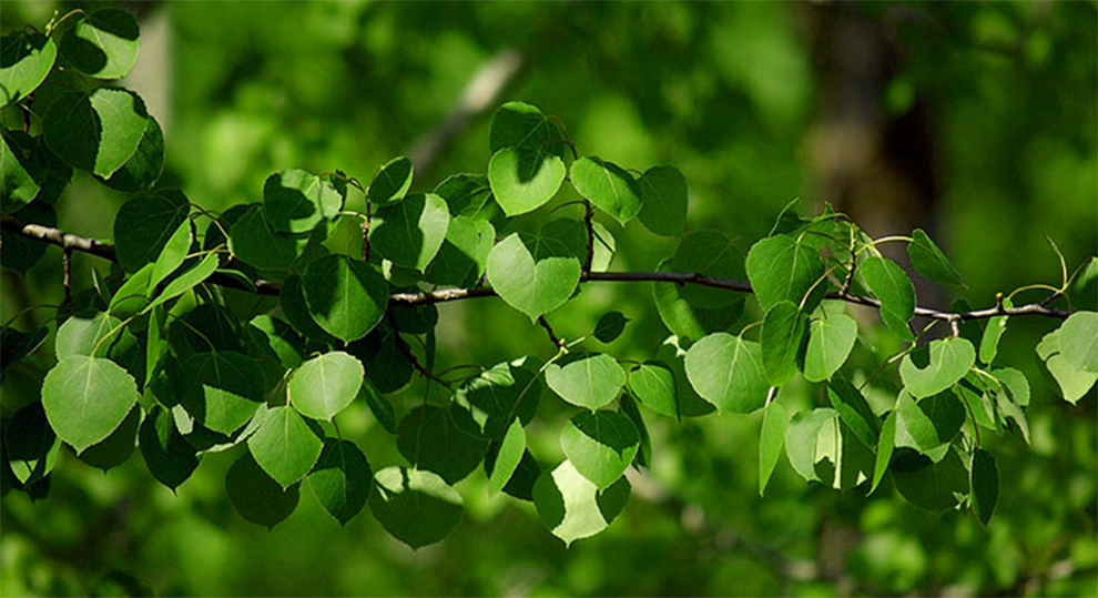 European Aspen