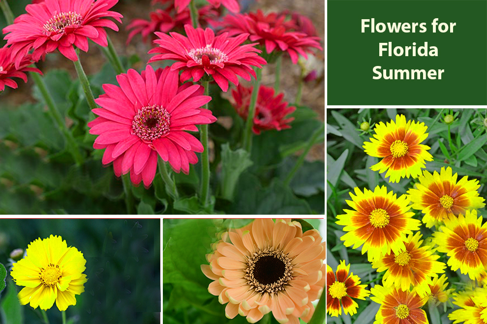 What Flowers Grow Well In Florida’s Summer? - EmbraceGardening