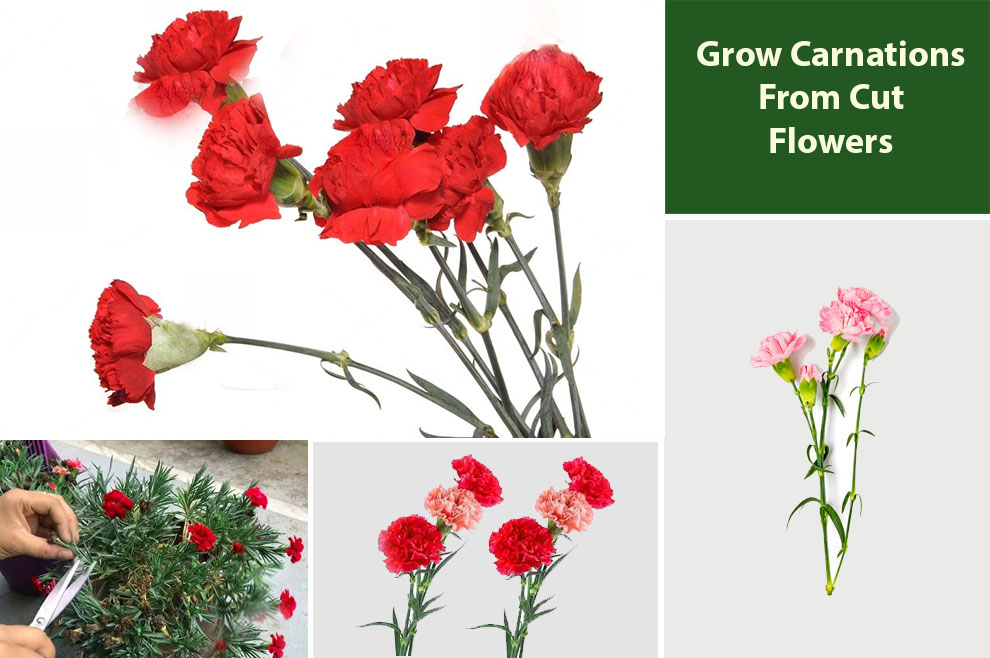 Grow Carnations From Cut Flowers
