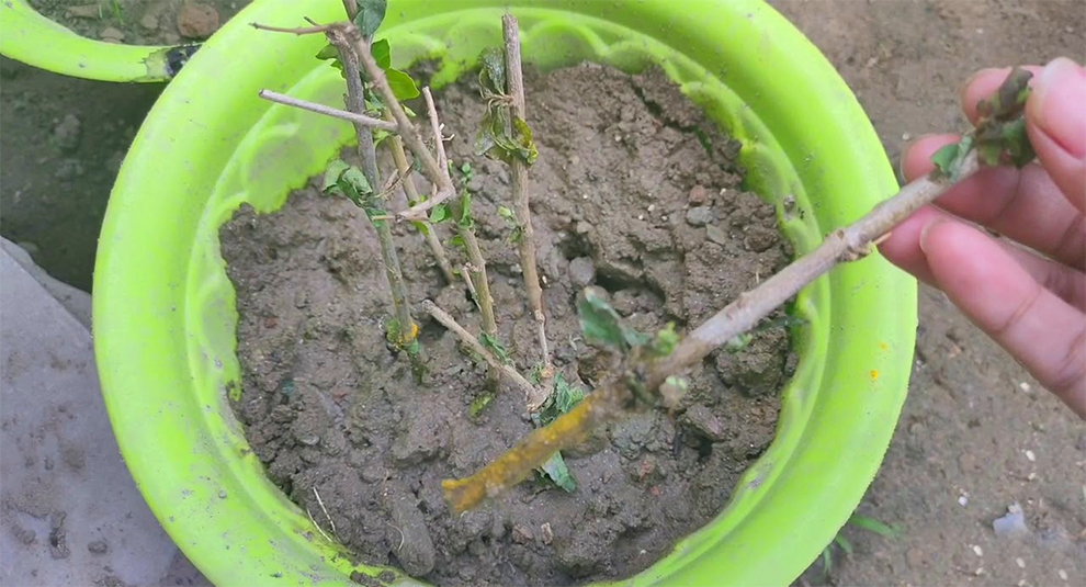 Grow Duranta Through Leaf Cuttings